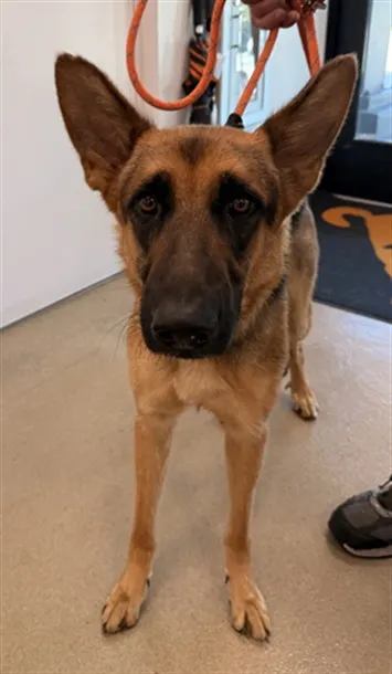 Adoptable Dog