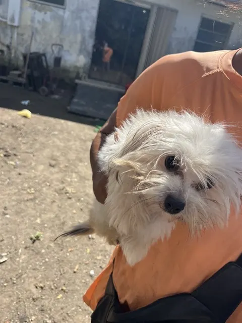 Mr. Fluff