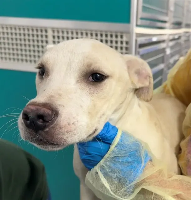 Adoptable Dog