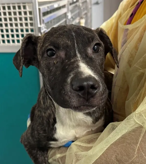 Adoptable Dog