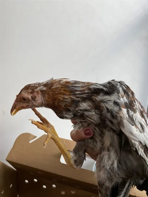 Adoptable Bird