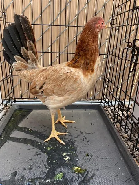 Adoptable Bird