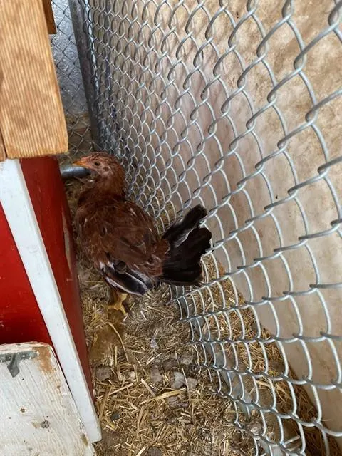 Adoptable Bird