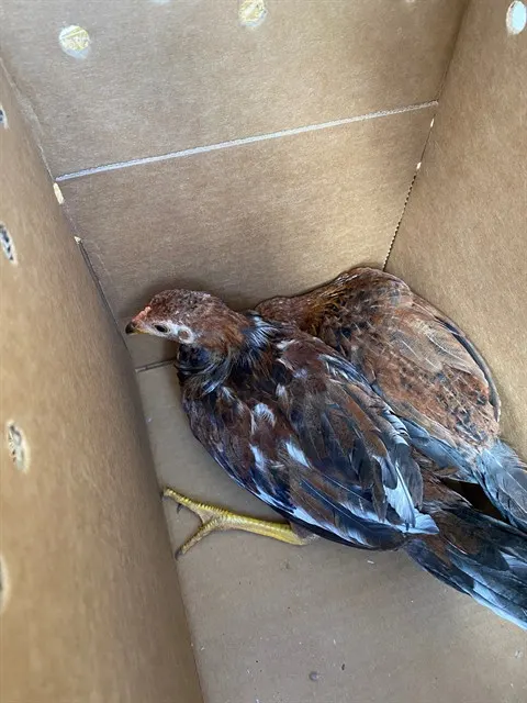 Adoptable Bird