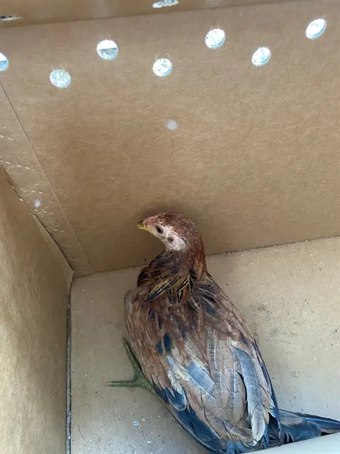 Adoptable Bird