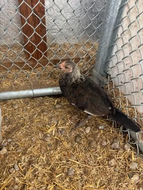 Adoptable Bird