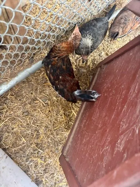Adoptable Bird
