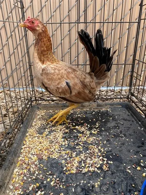 Adoptable Bird