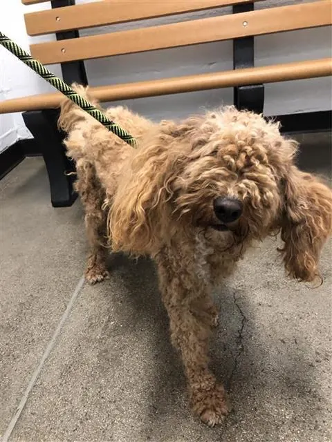 Adoptable Dog