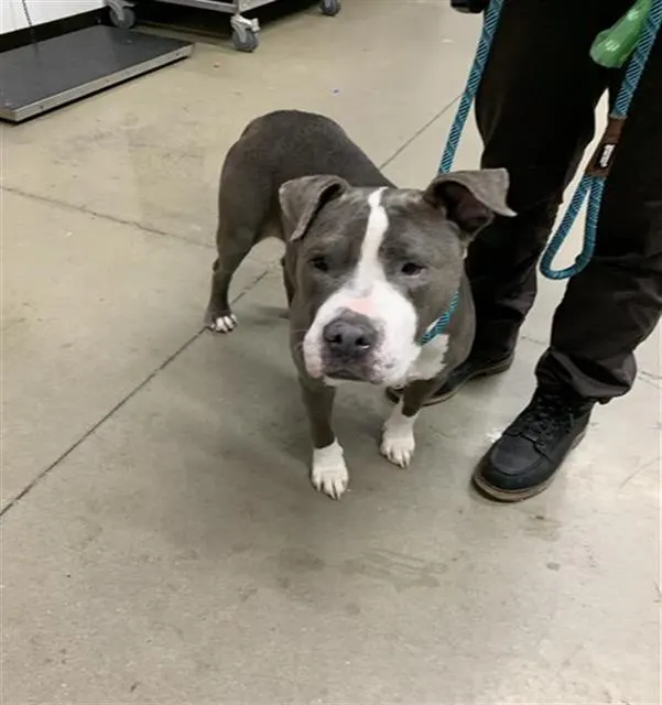 Adoptable Dog