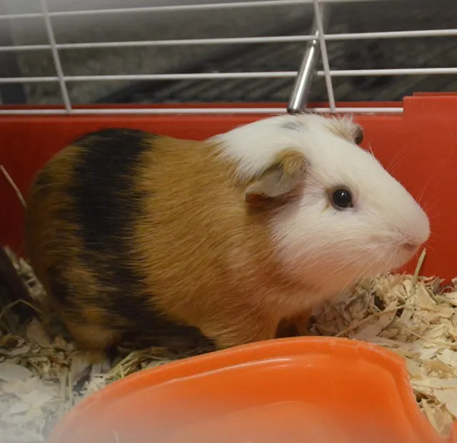 Bittu