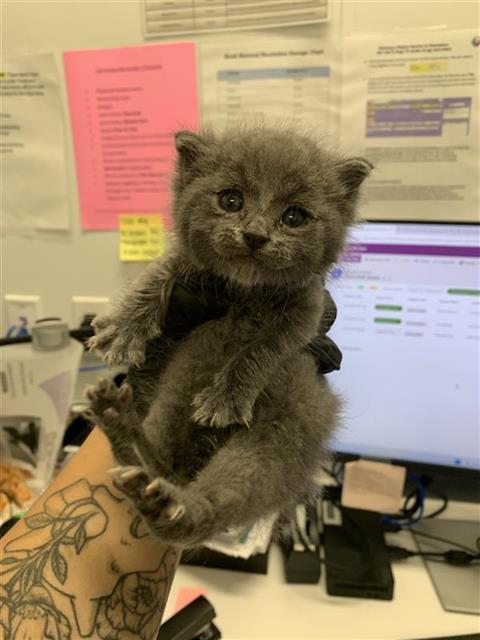 Adoptable Cat