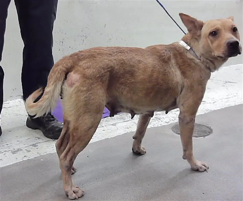 Adoptable Dog
