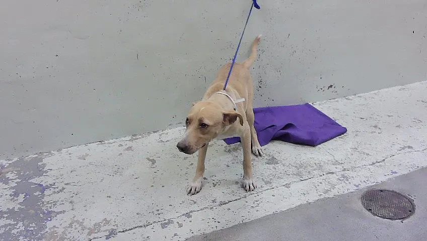 Adoptable Dog