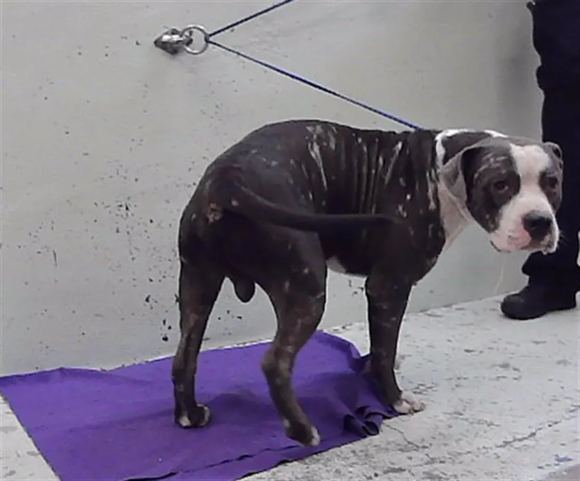 Adoptable Dog