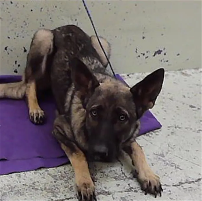 Adoptable Dog
