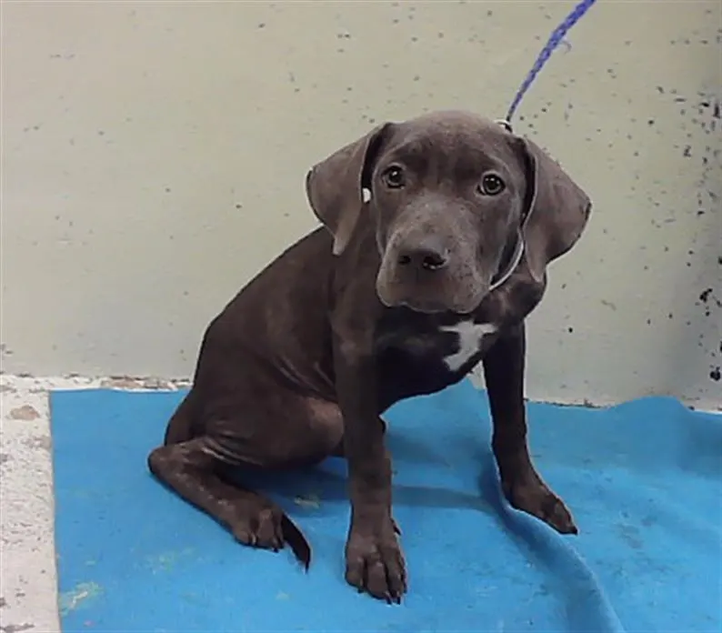Adoptable Dog