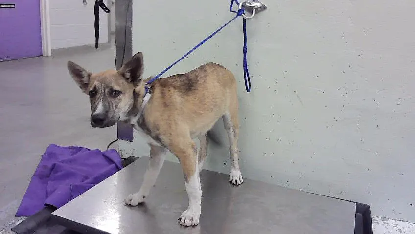 Adoptable Dog