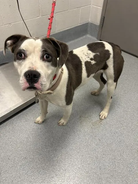 Delilah