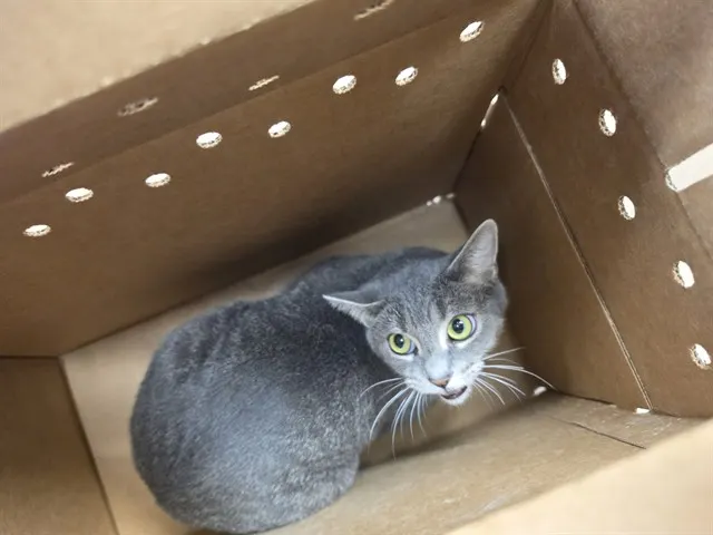 Gatita