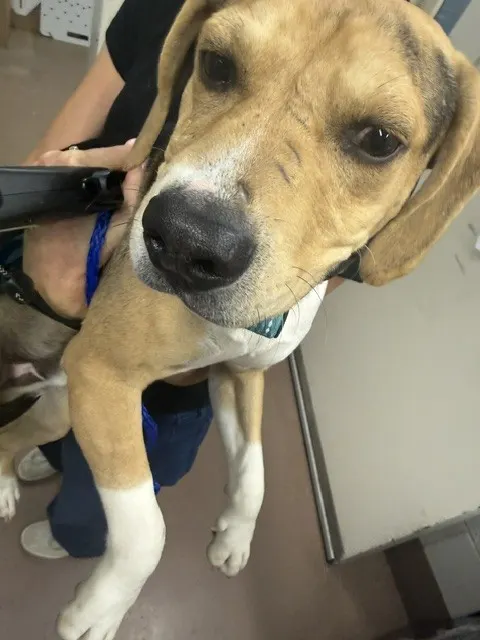 Adoptable Dog