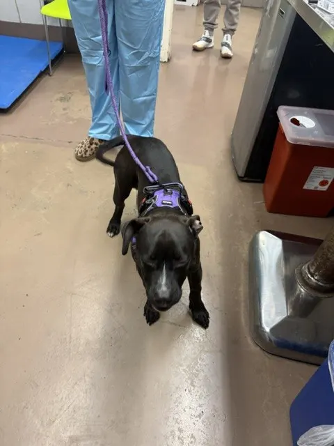Adoptable Dog