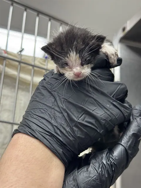 Adoptable Cat
