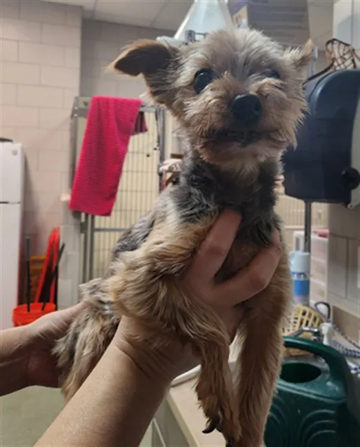 Adoptable Dog