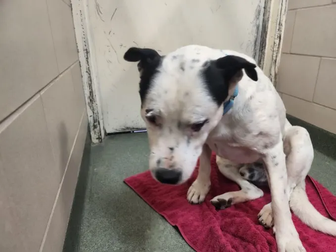 Adoptable Dog