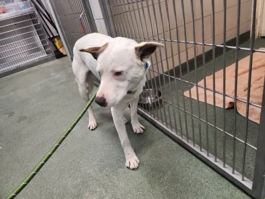 Adoptable Dog