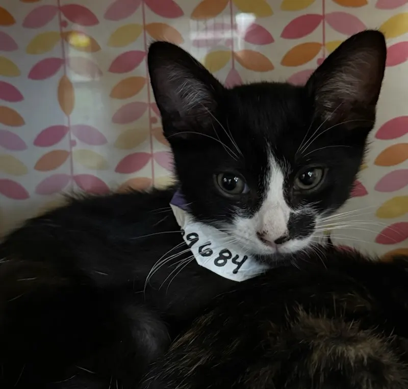 Adoptable Cat