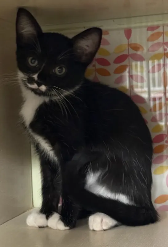 Adoptable Cat