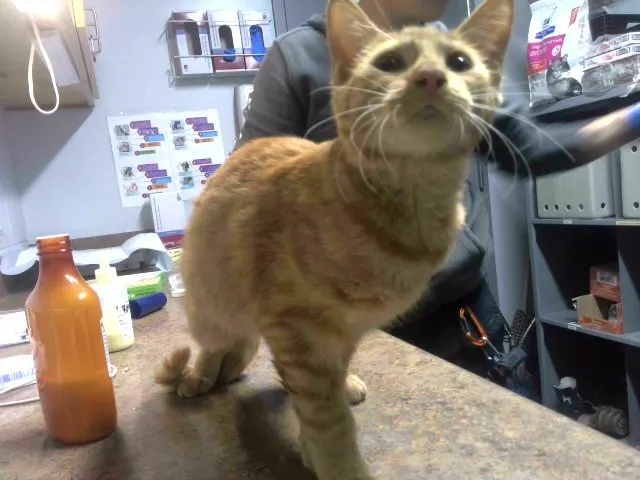 Adoptable Cat