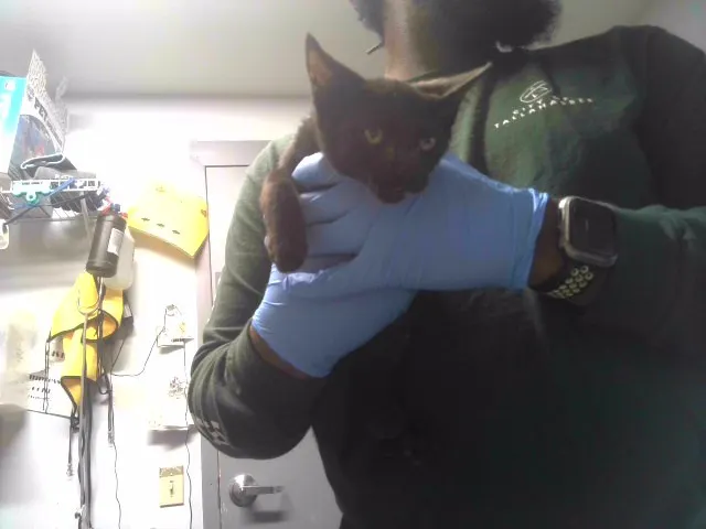 Adoptable Cat