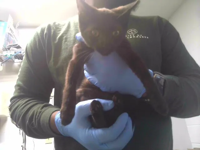 Adoptable Cat