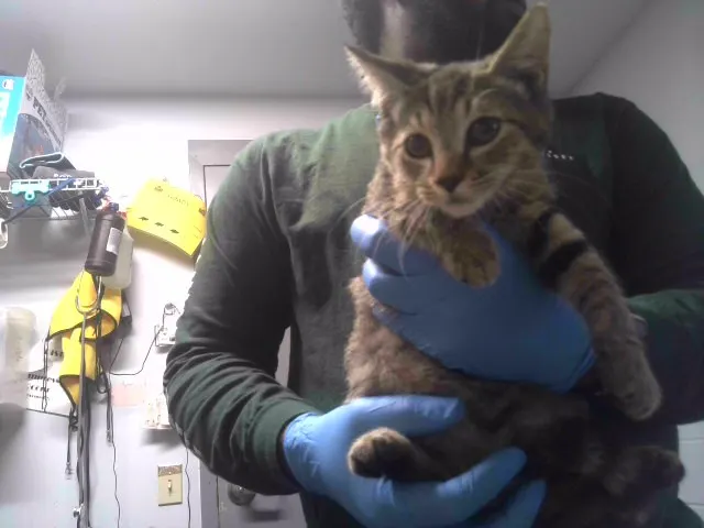 Adoptable Cat