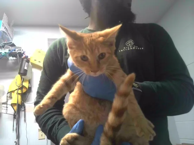 Adoptable Cat