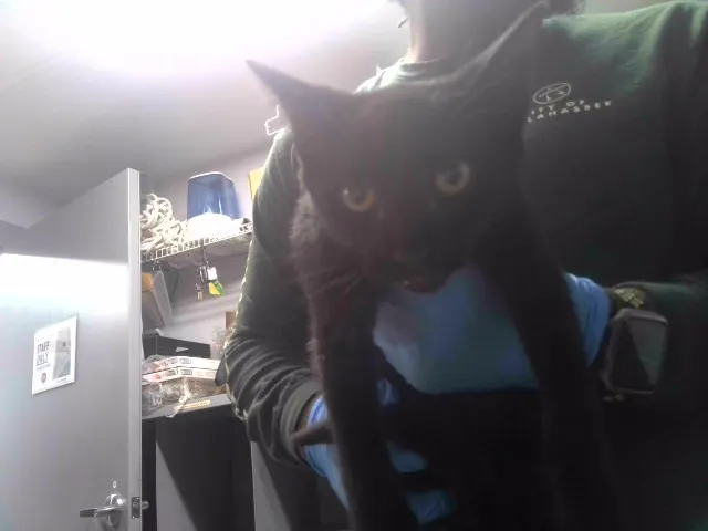 Adoptable Cat