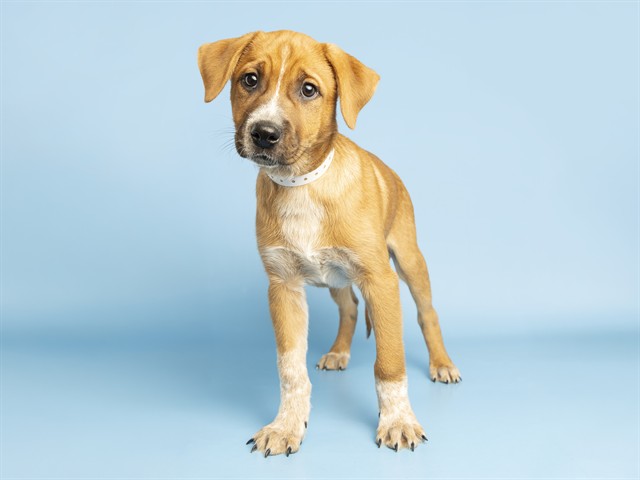 Scooby