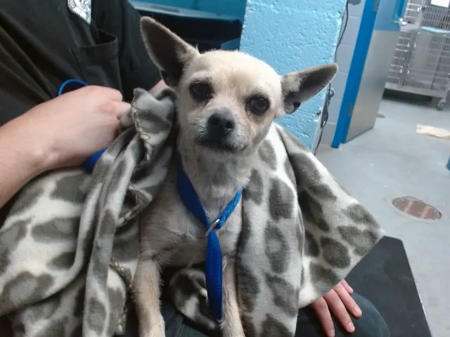 Chula