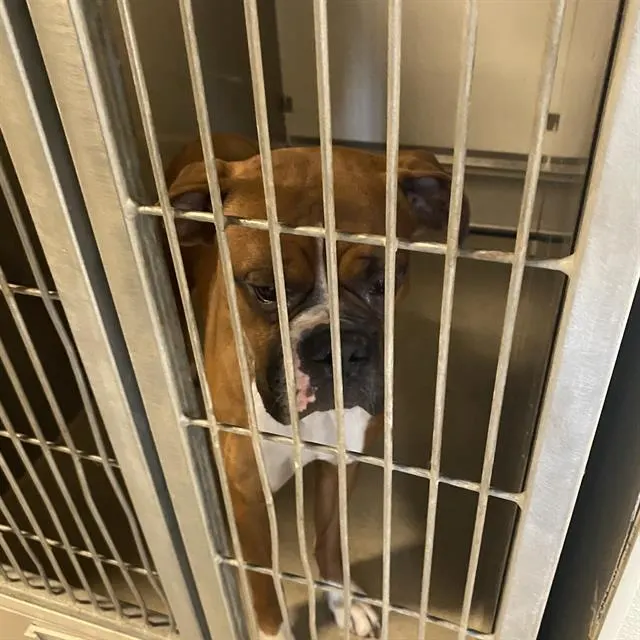 Otis