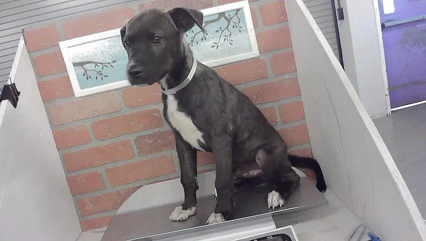 Adoptable Dog