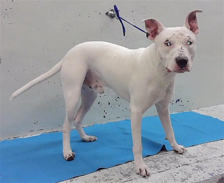 Adoptable Dog