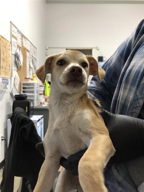 Adoptable Dog