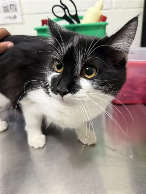 Adoptable Cat