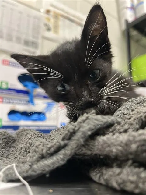 Adoptable Cat