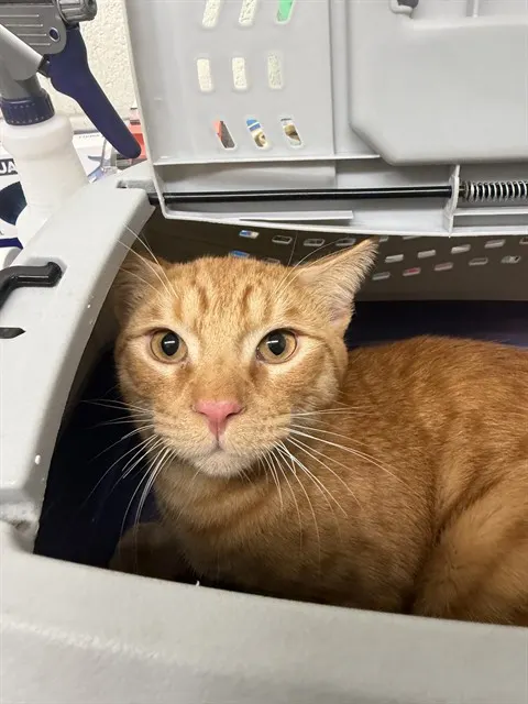 Adoptable Cat