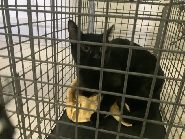 Adoptable Cat