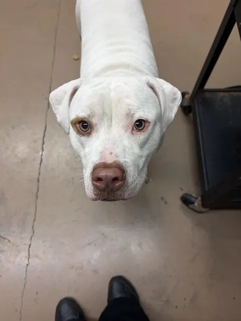 Adoptable Dog