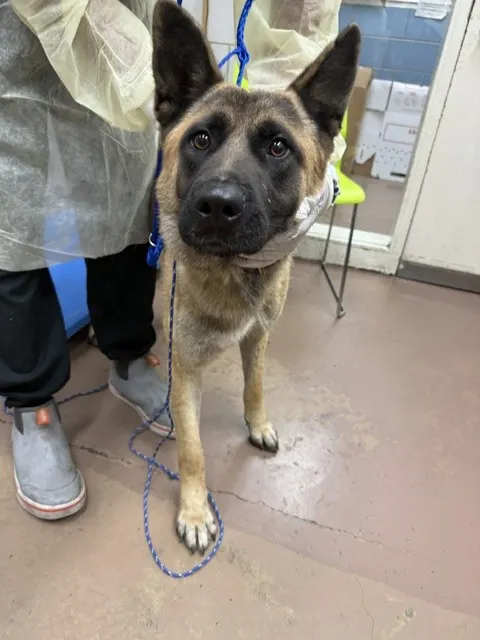 Adoptable Dog